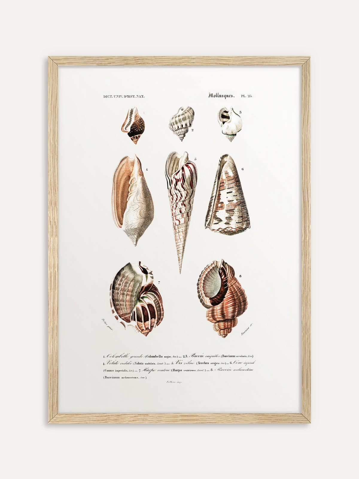 Kunstdruck, der acht Meeresschnecken in Rosé, Braun und Creme mit einem schlanken, rot gestreiften Turmgehäuse in der Mitte und französischen Beschriftungen auf cremeweißem Grund zeigt. Der Rahmen aus hellem Holz passt gut zu einer maritimen Einrichtung. #Rahmen_Helles Holz
