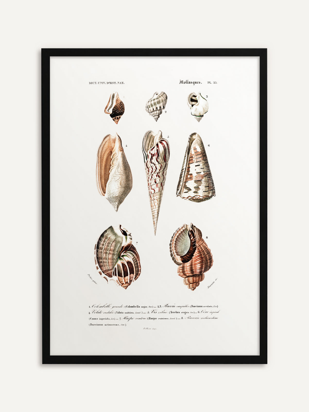 Gerahmtes Poster, das acht Meeresschnecken in Rosé, Braun und Creme mit einem schlanken, rot gestreiften Turmgehäuse in der Mitte und französischen Beschriftungen auf cremeweißem Grund zeigt. Mit schwarzem Rahmen wirkt die Vintage-Illustration modern. #Rahmen_Schwarz