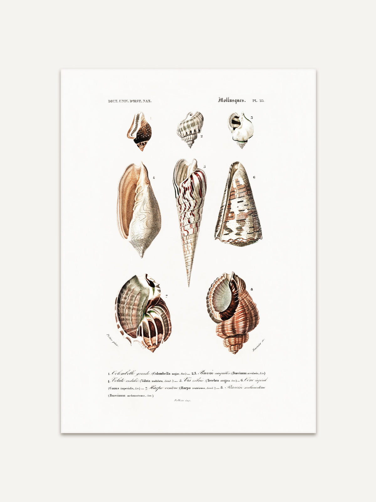 Detailreiche, vintage Muschel-Illustration mit sechs verschiedenen Muschelarten, dargestellt in natürlichen Farben. Wissenschaftliche Beschriftungen in feiner Schrift unter den Abbildungen. Der Kunstdruck hebt die organische Schönheit der Meeresmollusken hervor. #Rahmen_Ohne Rahmen