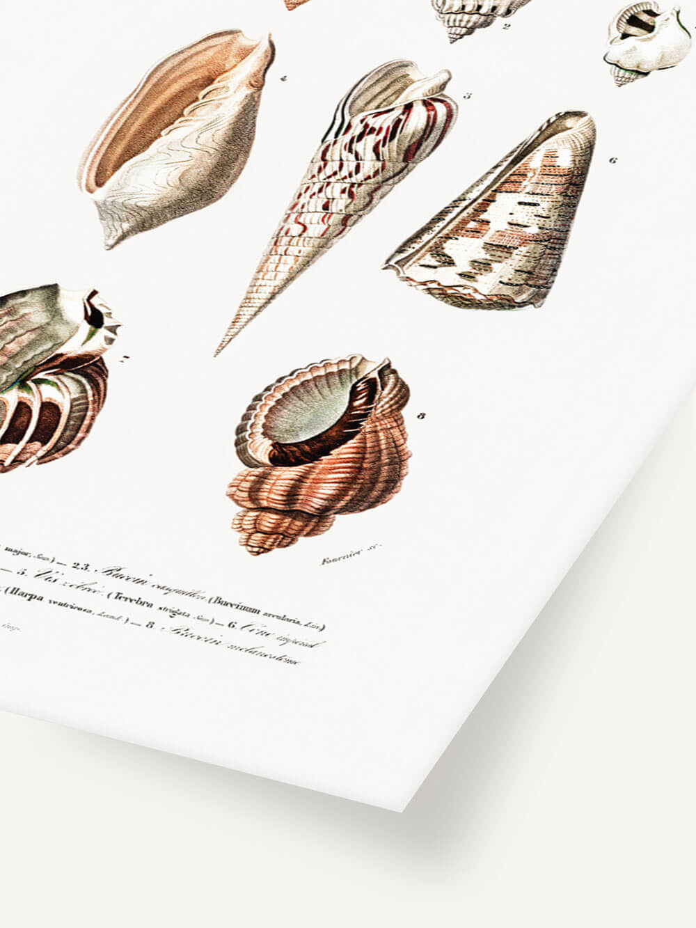 Nahaufnahme eines vintage Muschel-Kunstdrucks mit detailreichen Illustrationen von sechs verschiedenen Muschelarten. Die Muscheln sind in natürlichen Farbtönen gehalten, und der Rand des hochwertigen Papiers ist leicht sichtbar.