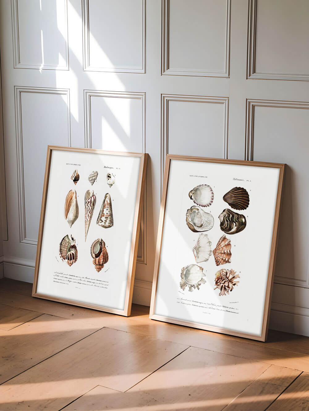 Zwei Vintage Muschel-Kunstdrucke in minimalistischen Holzrahmen, an eine Wand gelehnt und von Sonnenlicht durchflutet.