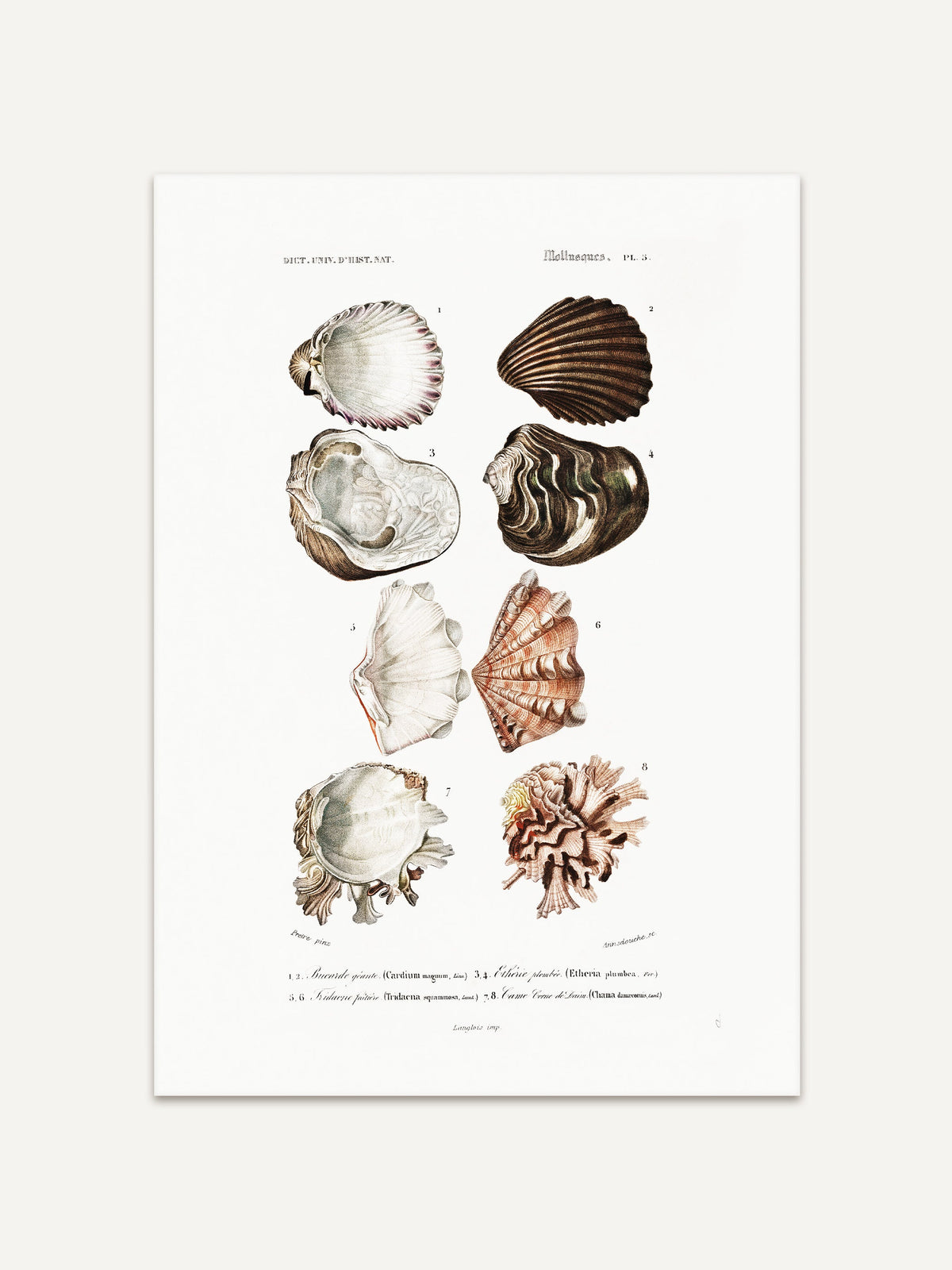 Detailreiche Vintage-Illustration verschiedener Muscheln in natürlichen Farbtönen, dargestellt auf einem historischen Kunstdruck mit wissenschaftlicher Beschriftung. #Rahmen_Ohne Rahmen
