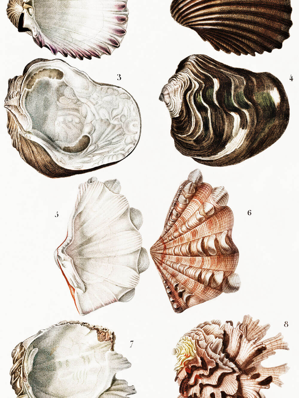 Nahaufnahme einer detaillierten Vintage-Illustration von Muscheln, die verschiedene Arten in natürlichen Farben zeigt, auf einem historischen Kunstdruck.