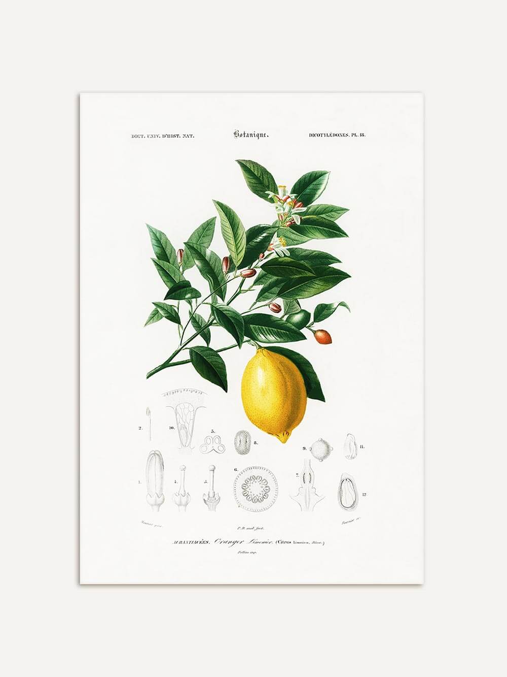 Detaillierte botanische Illustration einer Zitronenpflanze mit grünen Blättern, weißen Blüten und einer reifen Zitrone, ergänzt durch feine wissenschaftliche Zeichnungen. Klassischer Vintage-Kunstdruck im Stil historischer Naturstudien.