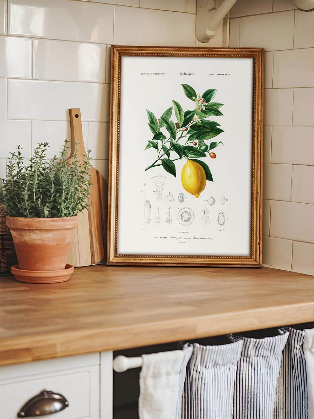 Elegantes Zitronen-Poster in einer traditionellen Landhausküche mit Holzarbeitsplatte und weißen Fliesen. Botanischer Druck mit feinen Illustrationen von Früchten und Blättern.