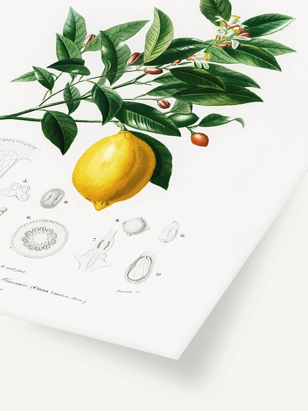 Nahaufnahme einer botanischen Illustration mit leuchtend grünen Blättern und einer goldgelben Zitrone. Feine wissenschaftliche Zeichnungen betonen den Vintage-Stil.