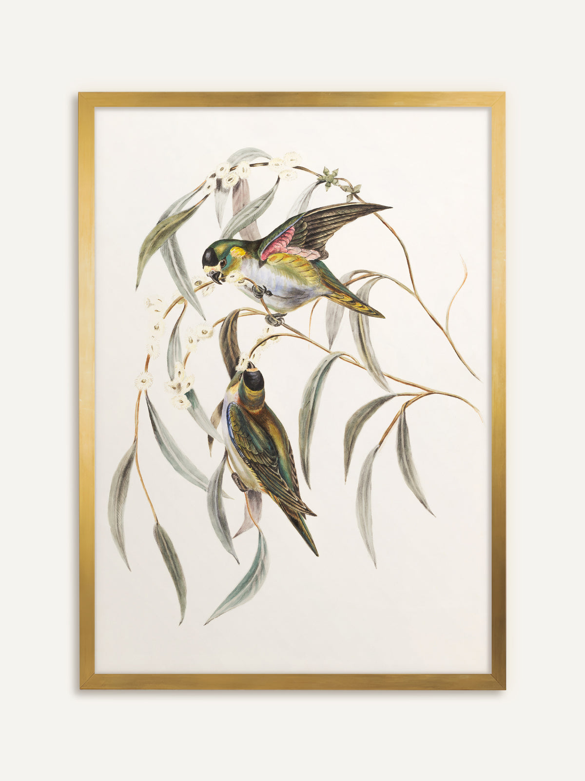 Wandbild, das zwei kleine grün-gelbe Papageien mit rosa Flügelfedern auf hängenden graugrünen Eukalyptuszweigen mit weißen Blüten vor cremefarbenem Hintergrund zeigt. Gold gerahmt bekommt die Illustration einen antiken Glanz. #Rahmen_Gold