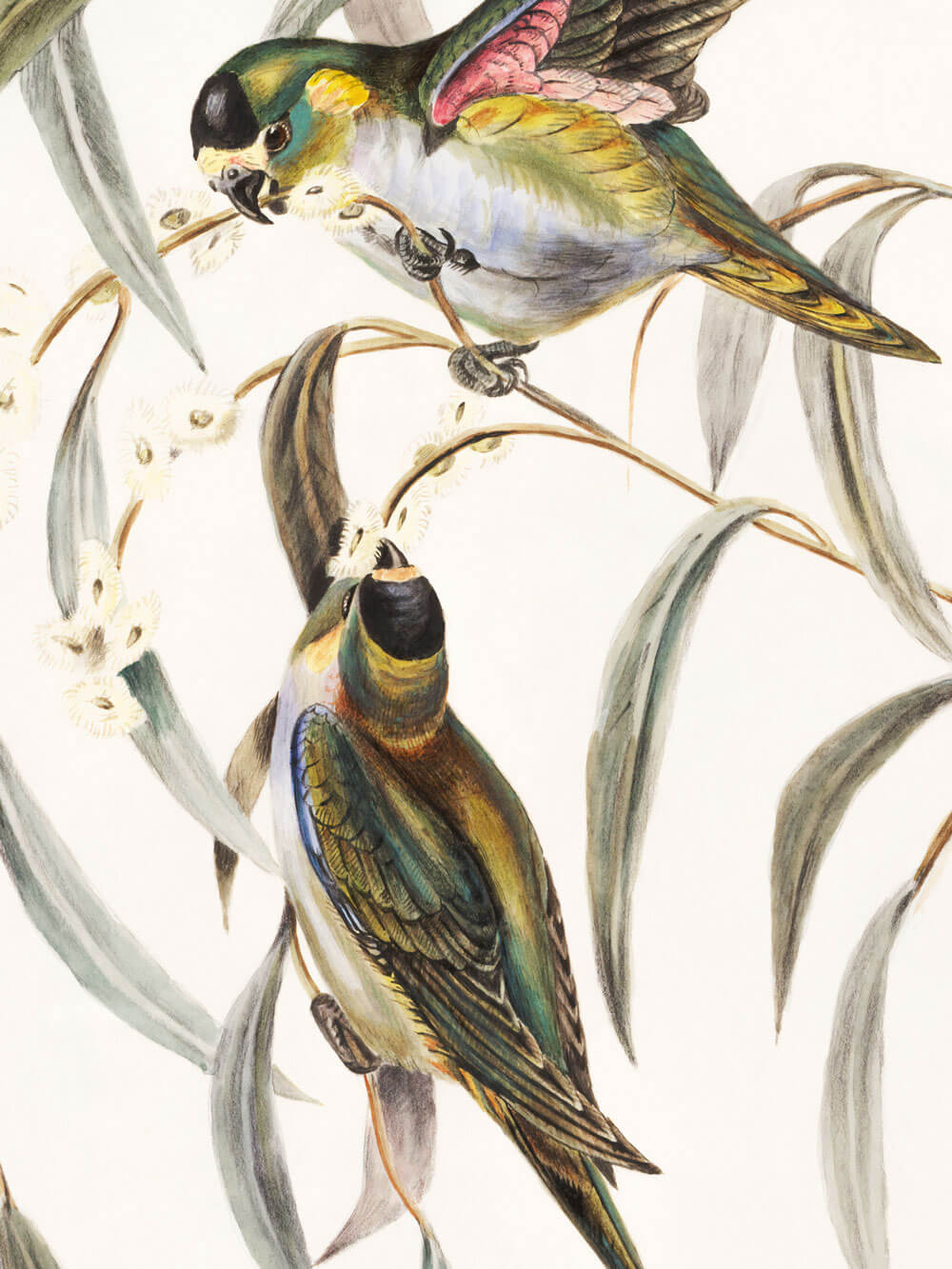 Nahaufnahme einer Vintage-Vogelillustration mit zwei farbenprächtigen Vögeln, die auf zarten Eukalyptuszweigen sitzen. Die feinen Details der Vögel und Blätter sind sorgfältig in natürlichen Farben dargestellt.