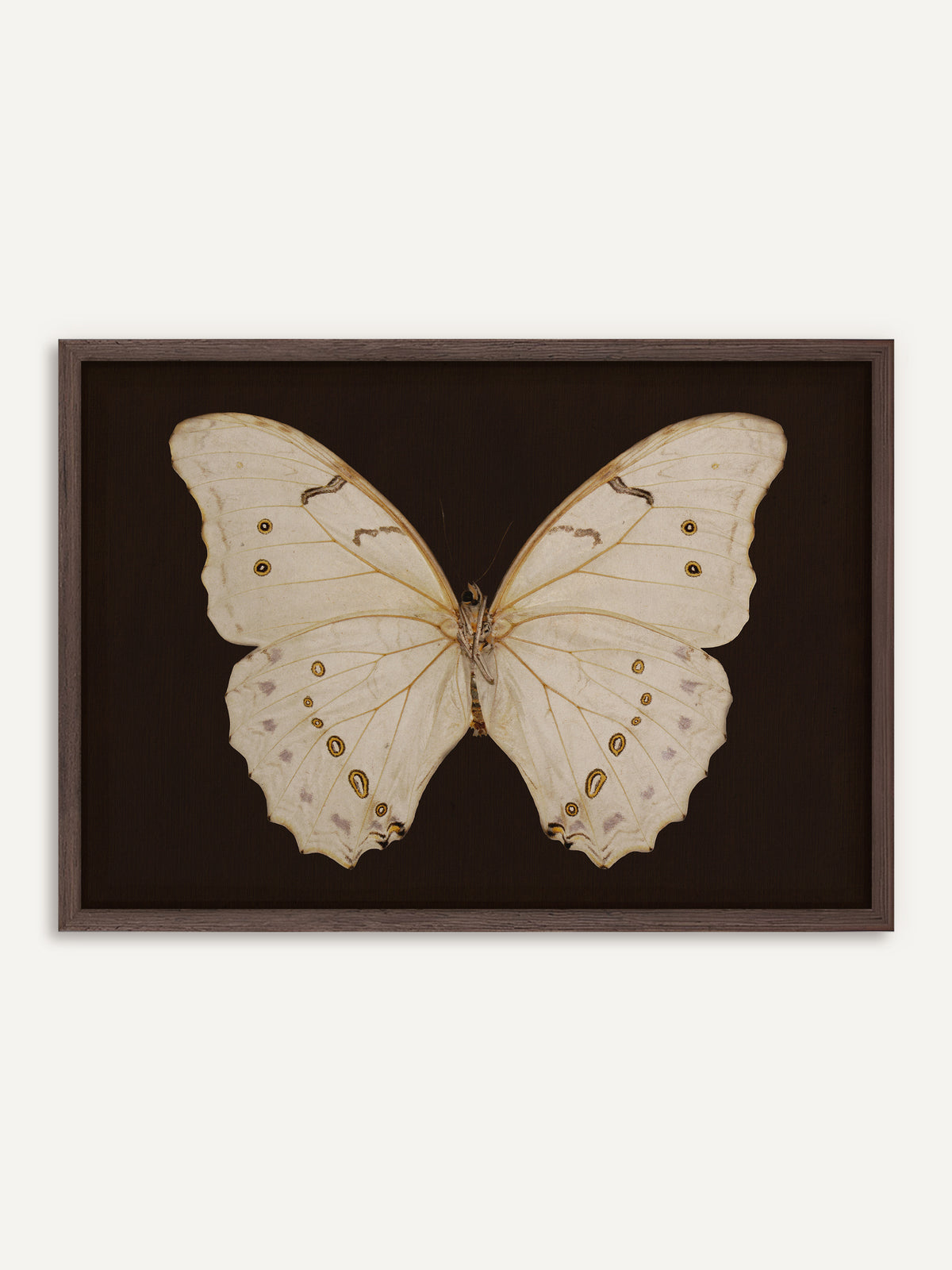 Poster, das einen cremeweißen Schmetterling mit goldgelben Augenflecken und zarten violetten Tupfen zeigt, mittig auf dunkelbraunem Grund. Der Rahmen aus dunklem Holz geht in den dunklen Grund über und passt zum Dark-Academia-Stil. #Rahmen_Dunkles Holz