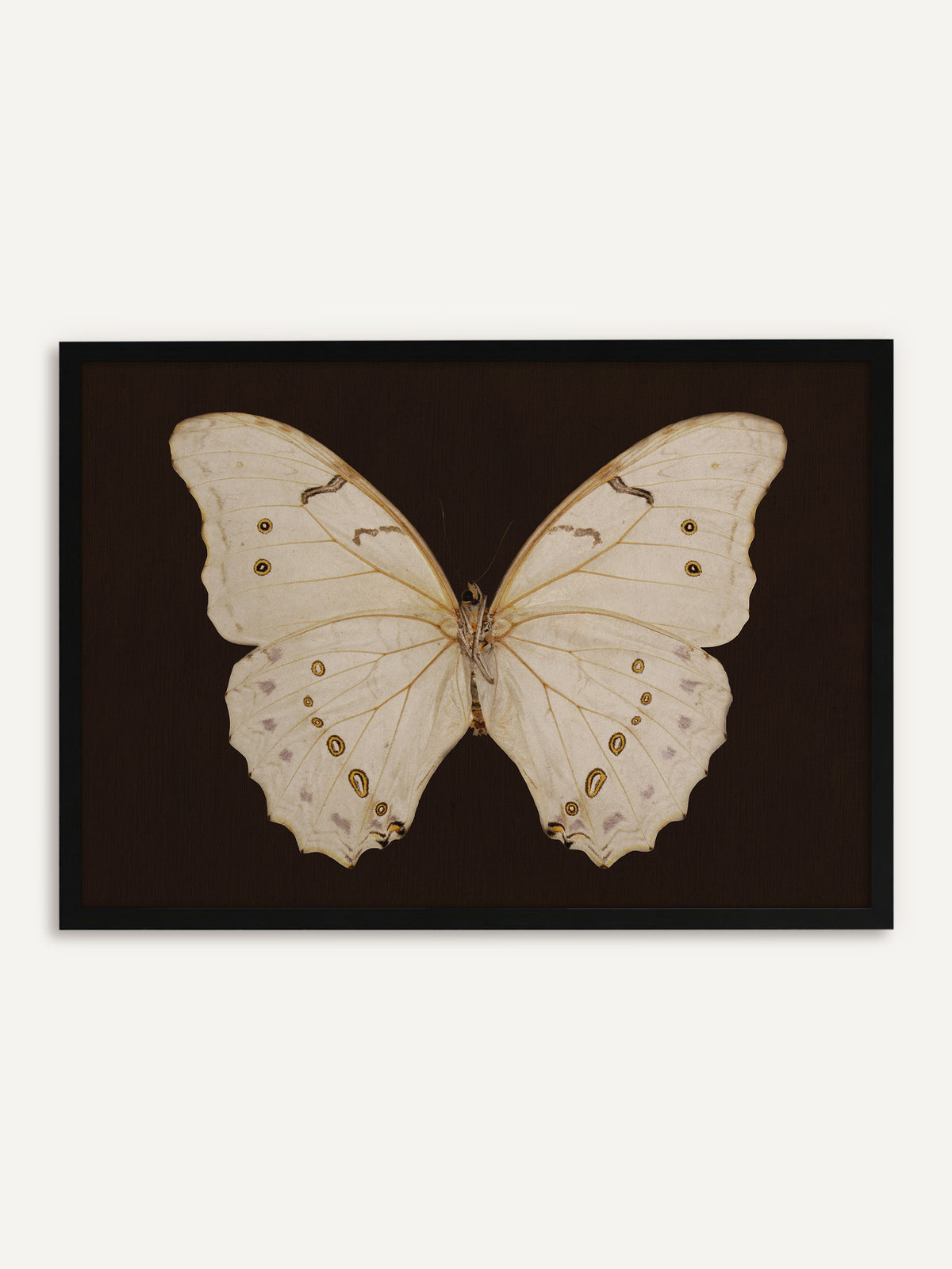 Gerahmtes Poster, das einen cremeweißen Schmetterling mit goldgelben Augenflecken und zarten violetten Tupfen zeigt, mittig auf dunkelbraunem Grund. Mit schwarzem Rahmen hebt sich der helle Schmetterling klar vom Hintergrund ab, ein schlichtes Vintage-Motiv. #Rahmen_Schwarz
