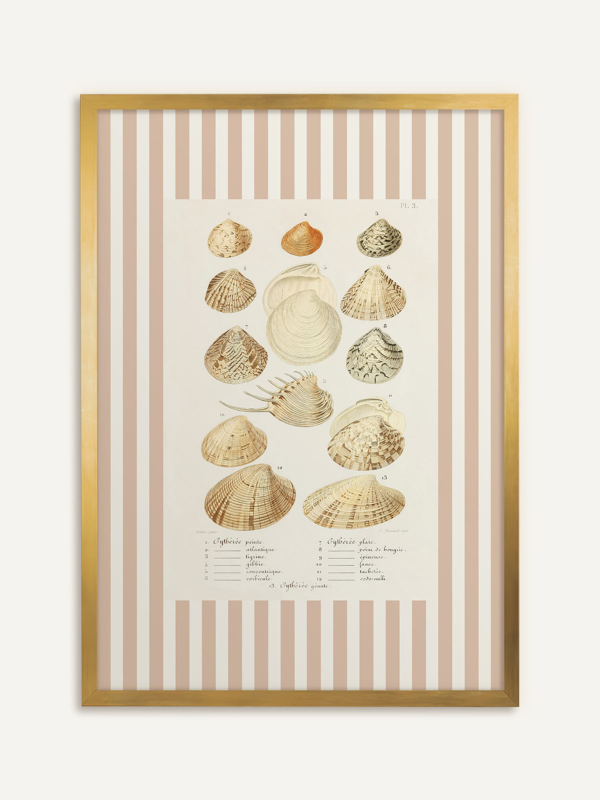 Wandbild, das dreizehn Venusmuscheln in Beige-, Sand- und Brauntönen mit französischer Beschriftung zeigt, eingefasst von breiten beige-weißen Streifen. Gold gerahmt bekommt die Vintage-Tafel einen eleganten Rand. #Rahmen_Gold