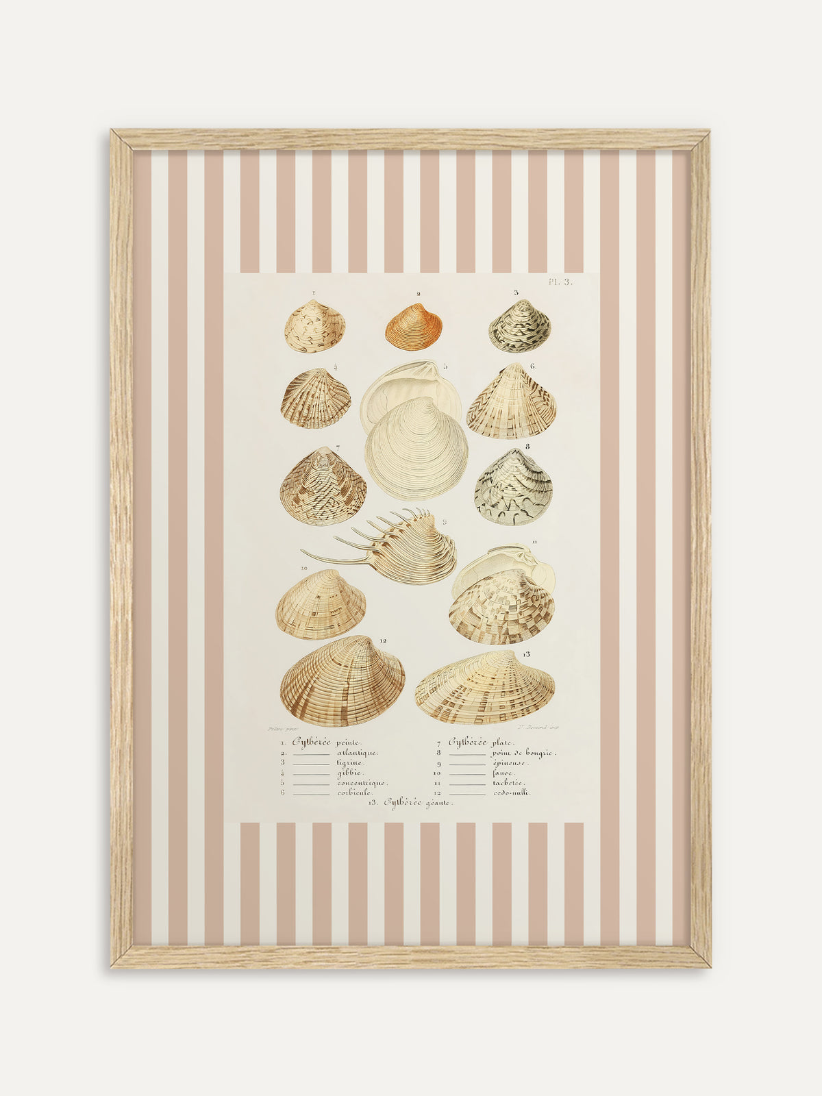 Kunstdruck, der dreizehn Venusmuscheln in Beige-, Sand- und Brauntönen mit französischer Beschriftung zeigt, eingefasst von breiten beige-weißen Streifen. Im hellen Holzrahmen wirkt das Motiv sommerlich und maritim. #Rahmen_Helles Holz