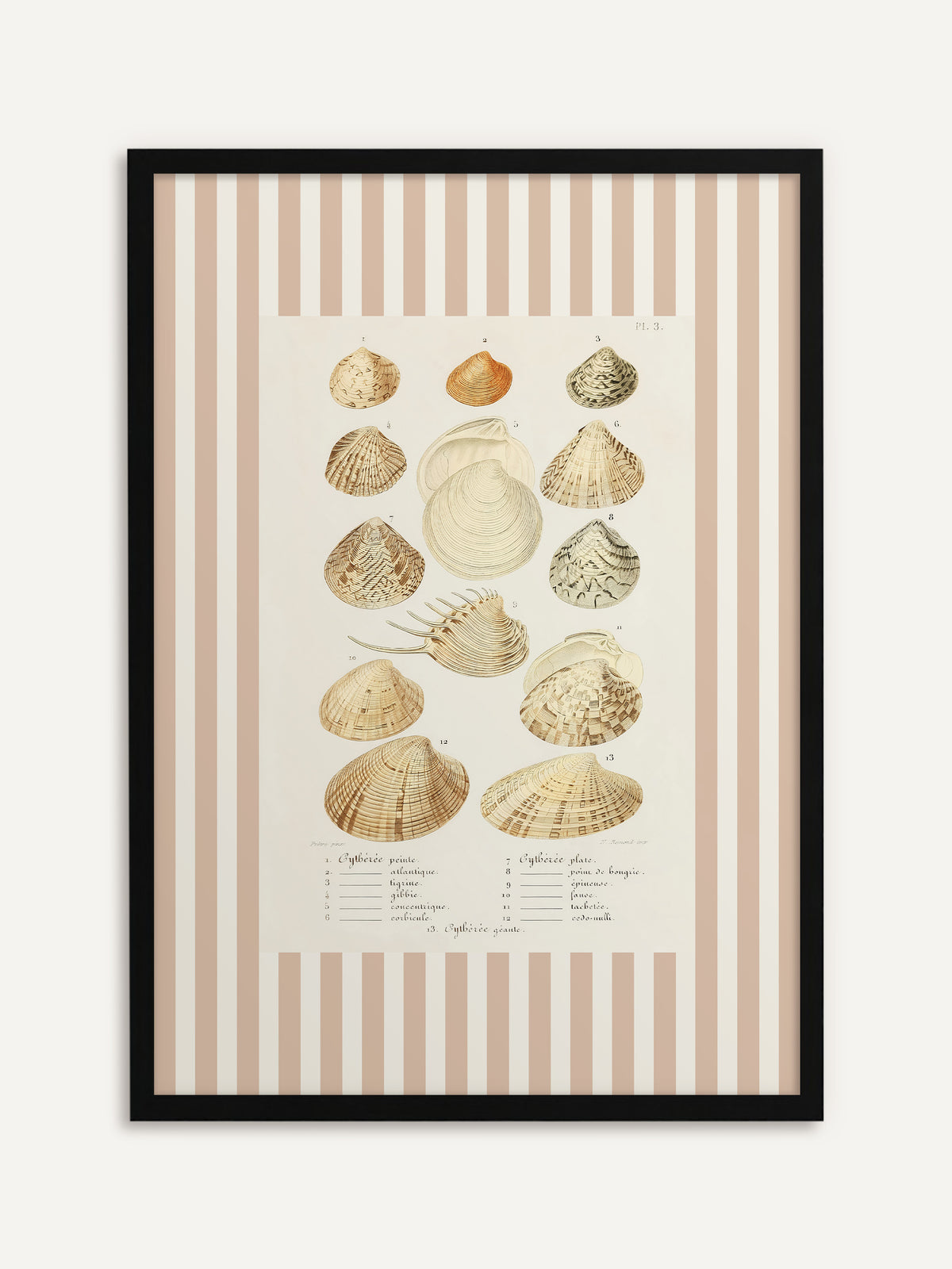 Gerahmtes Poster, das dreizehn Venusmuscheln in Beige-, Sand- und Brauntönen mit französischer Beschriftung zeigt, eingefasst von breiten beige-weißen Streifen. Mit schwarzem Rahmen wirkt das Streifenmuster grafisch und modern. #Rahmen_Schwarz