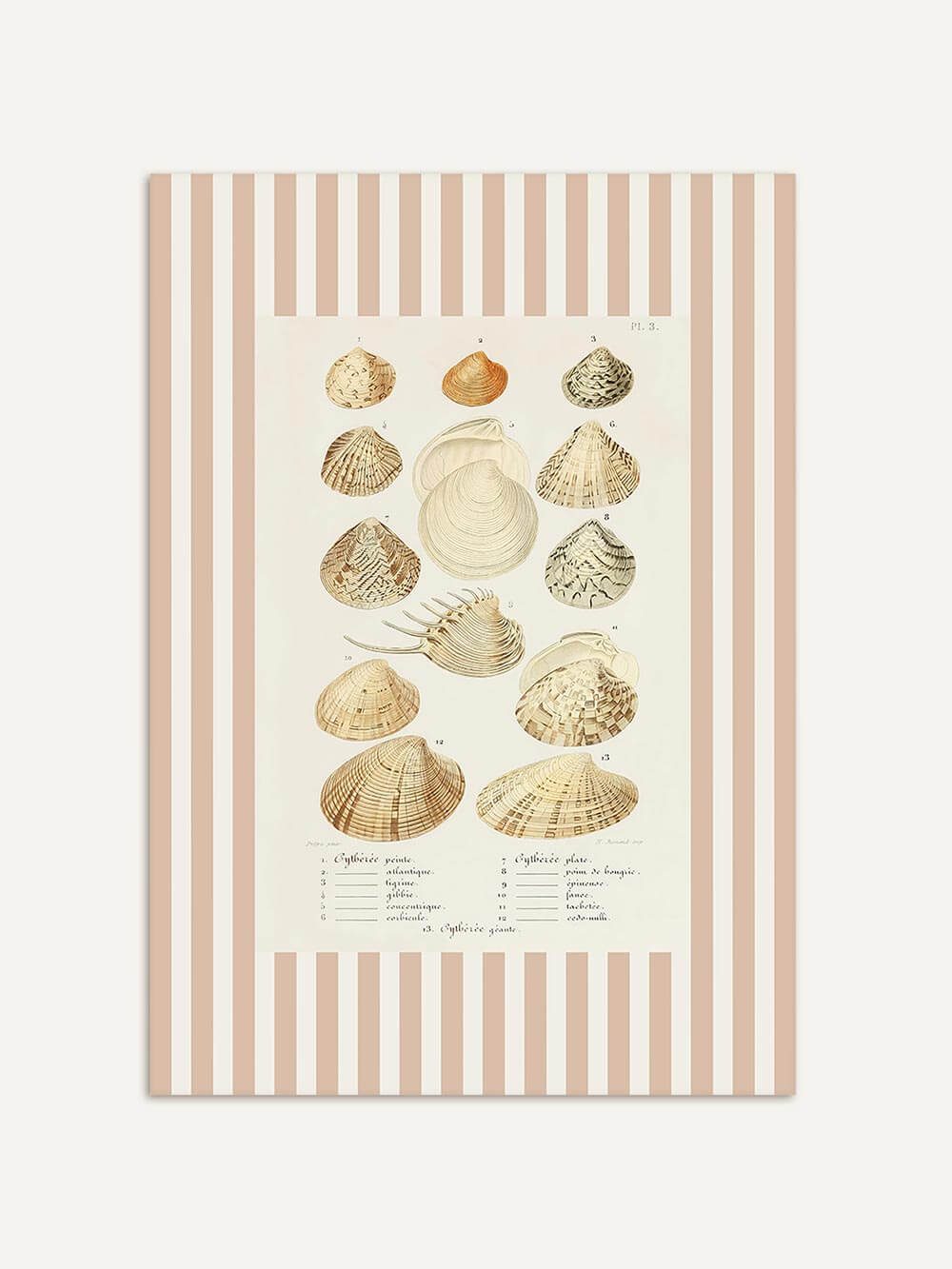 Botanischer Kunstdruck mit detailgetreuen Muschelzeichnungen in Beige- und Sandtönen. Der roséfarbene Streifenrahmen verleiht dem Vintage-Seashell-Artwork einen charmanten Retro-Look.