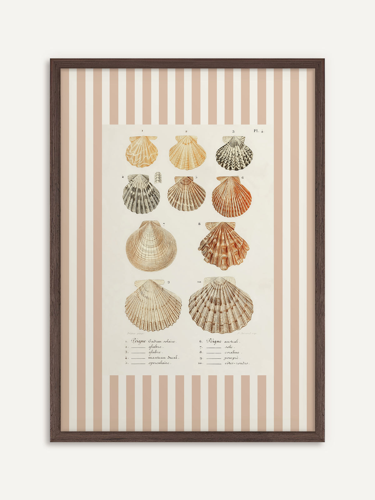 Poster, das zehn Kammmuscheln in Apricot, Orange, Grau und Sand mit französischer Beschriftung auf cremeweißem Feld zeigt, umgeben von breiten beige-weißen Streifen. Der dunkle Holzrahmen gibt den hellen Tönen Halt. #Rahmen_Dunkles Holz