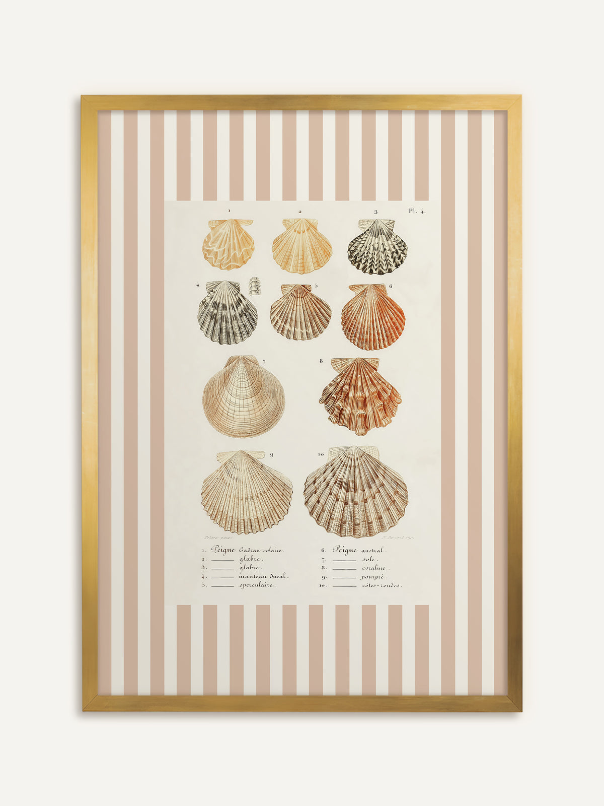 Wandbild, das zehn Kammmuscheln in Apricot, Orange, Grau und Sand mit französischer Beschriftung auf cremeweißem Feld zeigt, umgeben von breiten beige-weißen Streifen. Gold gerahmt wirkt die Vintage-Tafel festlich. #Rahmen_Gold