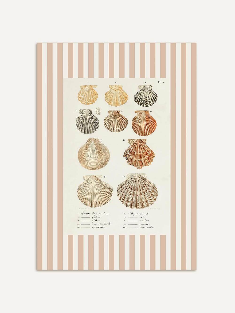 Illustration verschiedener Muscheln im wissenschaftlichen Stil auf hellem Hintergrund mit beigen Streifenmuster; zarte Naturtöne in Sand, Beige und Rostrot.