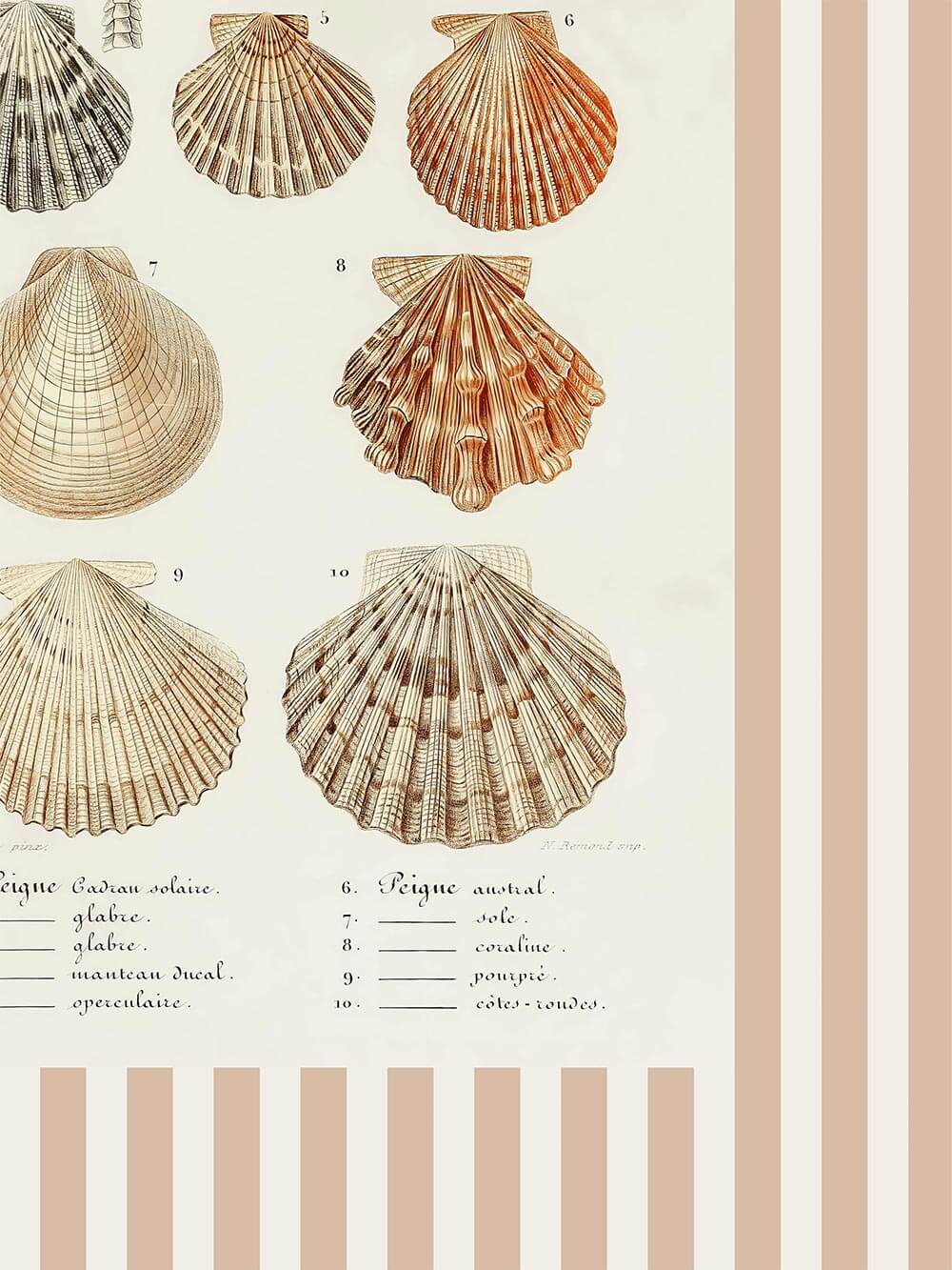 Detailansicht eines naturwissenschaftlichen Muschel-Kunstdrucks mit fein schraffierten Illustrationen und handschriftlicher Beschriftung auf cremefarbenem Hintergrund, umrahmt von einem beigen Streifenmuster.