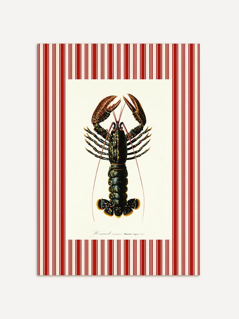 Zentral platzierter Hummer auf cremefarbenem Hintergrund, umrahmt von vertikalen roten Streifen. Der Kunstdruck vereint klassische Naturillustration mit maritimem Retro-Charme.