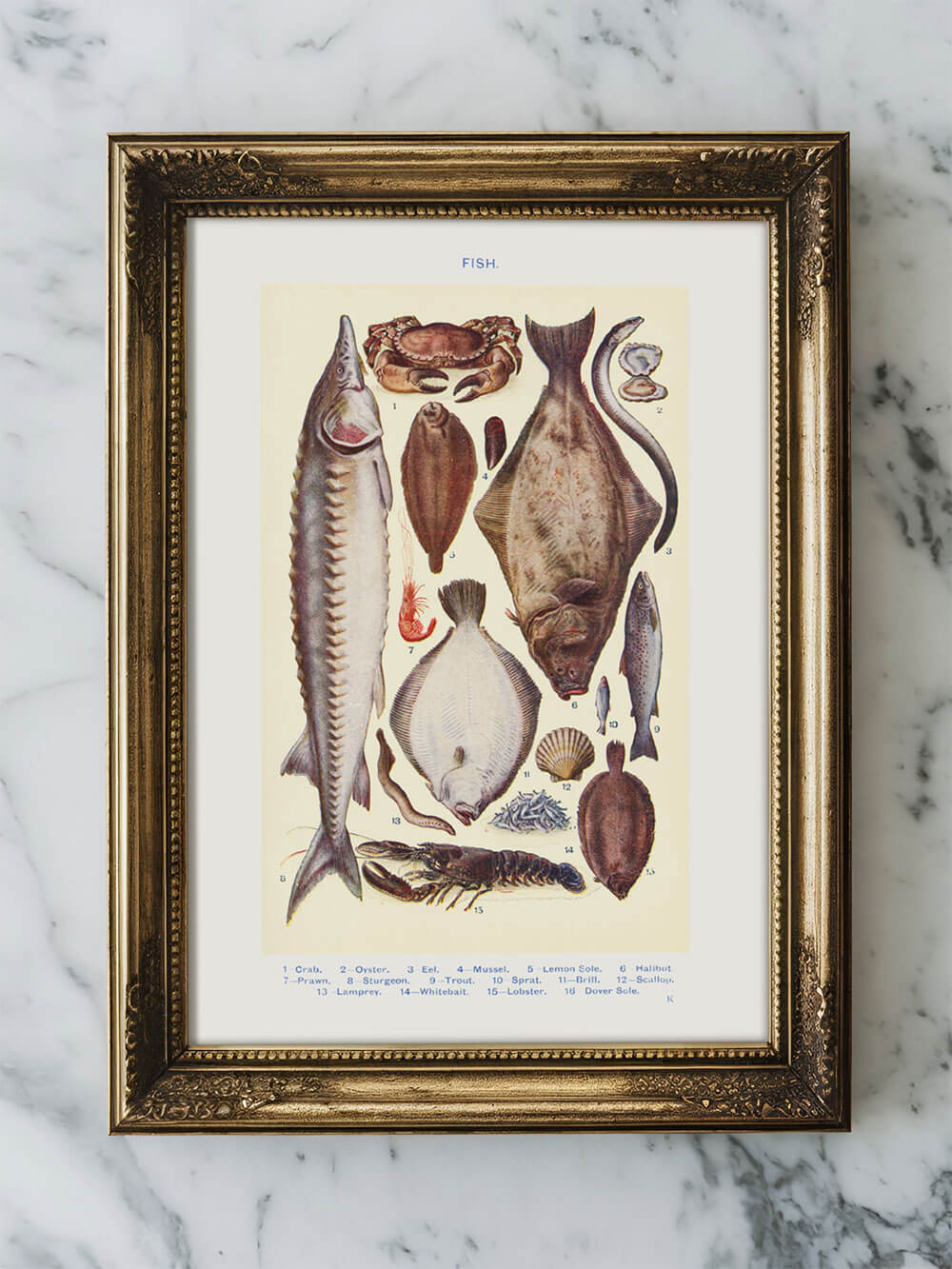 Vintage Fischillustration – Kunstdruck aus Mrs. Beeton's Haushaltsbuch
