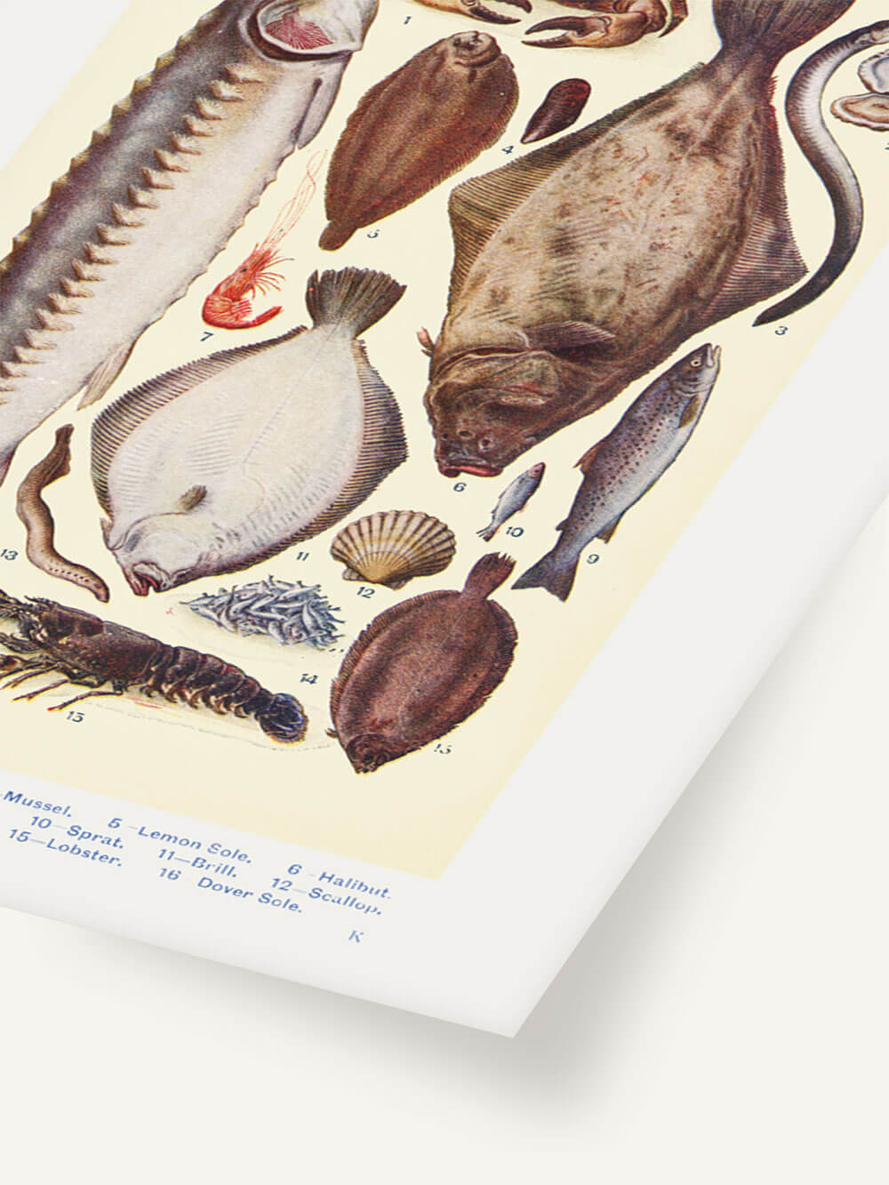 Nahaufnahme einer vintage Illustration von verschiedenen Fischen und Meeresfrüchten aus Mrs. Beeton's Haushaltsbuch von 1923. Dargestellt sind u. a. Stör, Flunder, Krabbe und Hummer auf hellem Hintergrund. Die Nummerierungen und Bezeichnungen der einzelnen Tiere sind am unteren Rand sichtbar.