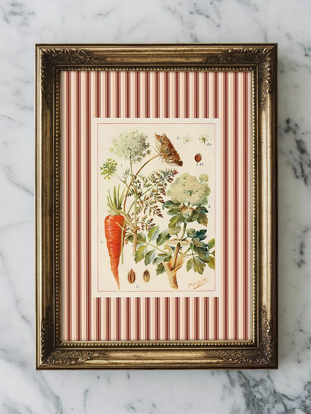 Vintage-Küchenposter mit antikem Messingrahmen auf Marmorplatte – botanische Illustration mit Karotte, Blüten und Wurzeln, umrahmt von rot-beigen Streifen im nostalgischen Landhausstil.