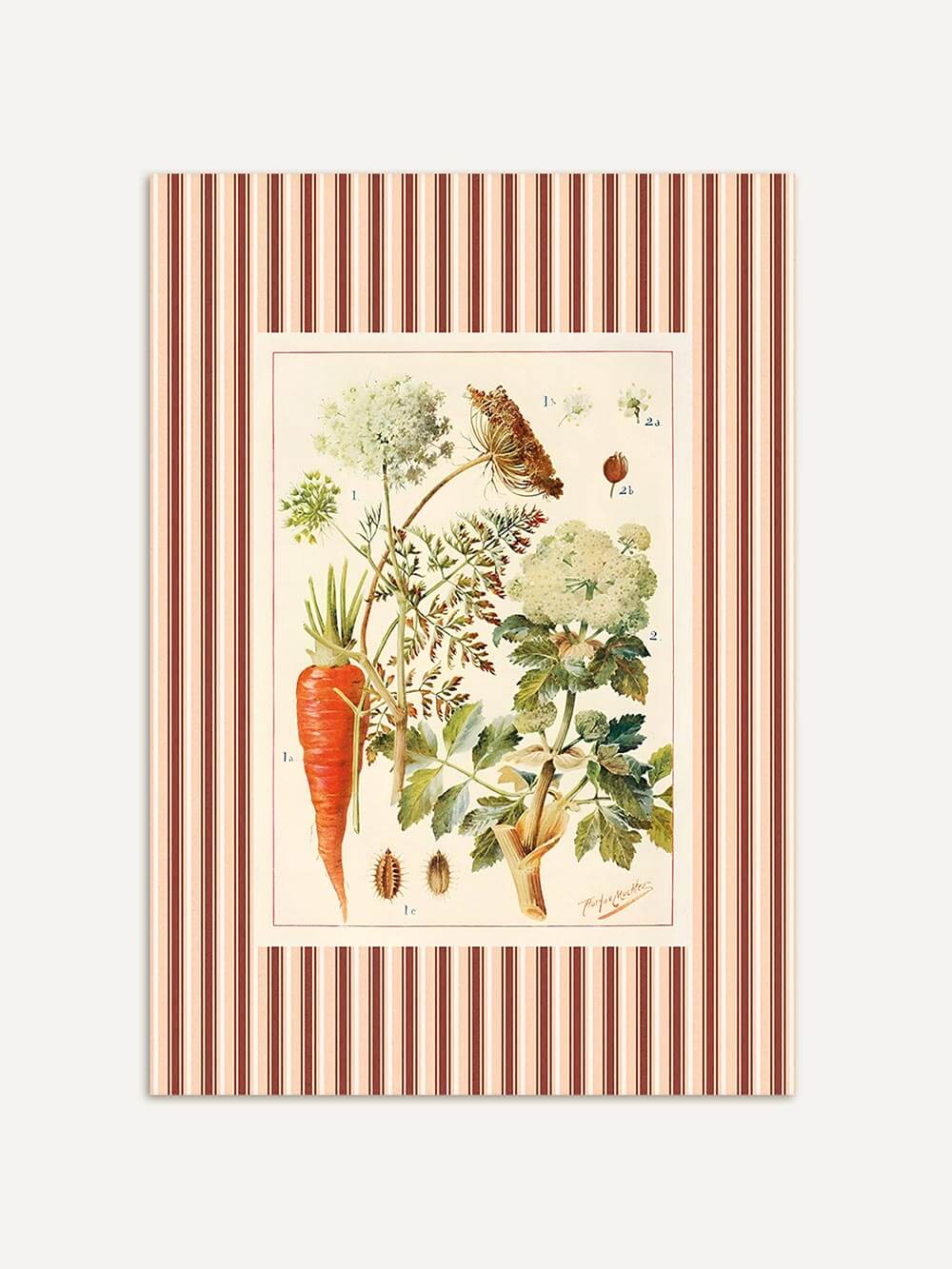 Botanischer Kunstdruck mit detailreicher Darstellung von Karotte, Blüten und Blättern auf cremefarbenem Hintergrund mit rot-beigem Streifenrahmen im Vintage-Stil – ideal für klassische Küchen-Deko.