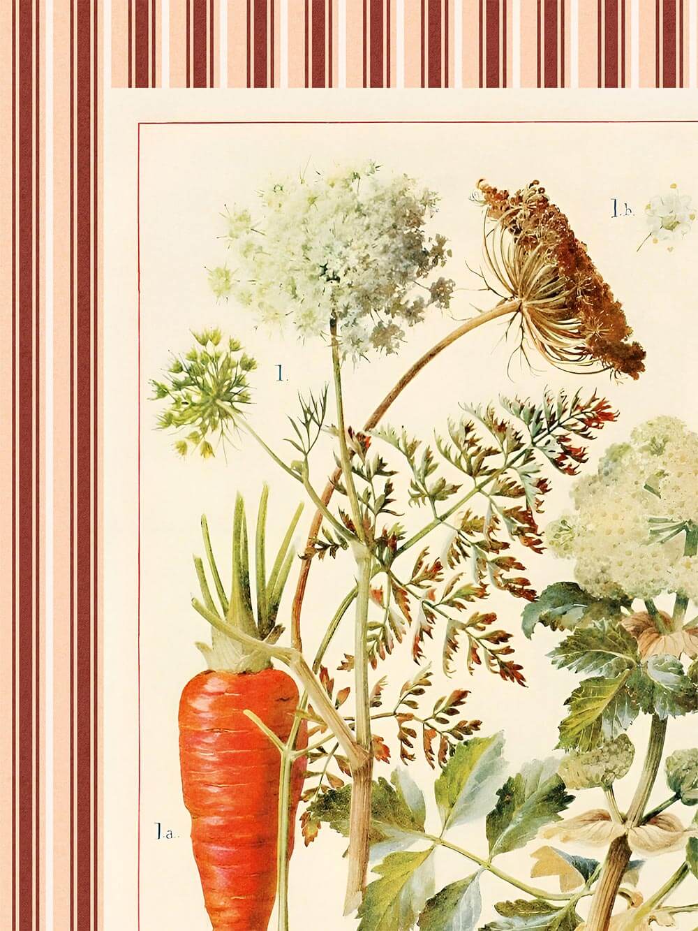Nahaufnahme des botanischen Posters mit filigraner Zeichnung von Karotte, Blütendolden und fein gezeichnetem Blattwerk – natürliche Farben auf hellem Hintergrund, umrahmt von rot-beigem Streifenmuster.