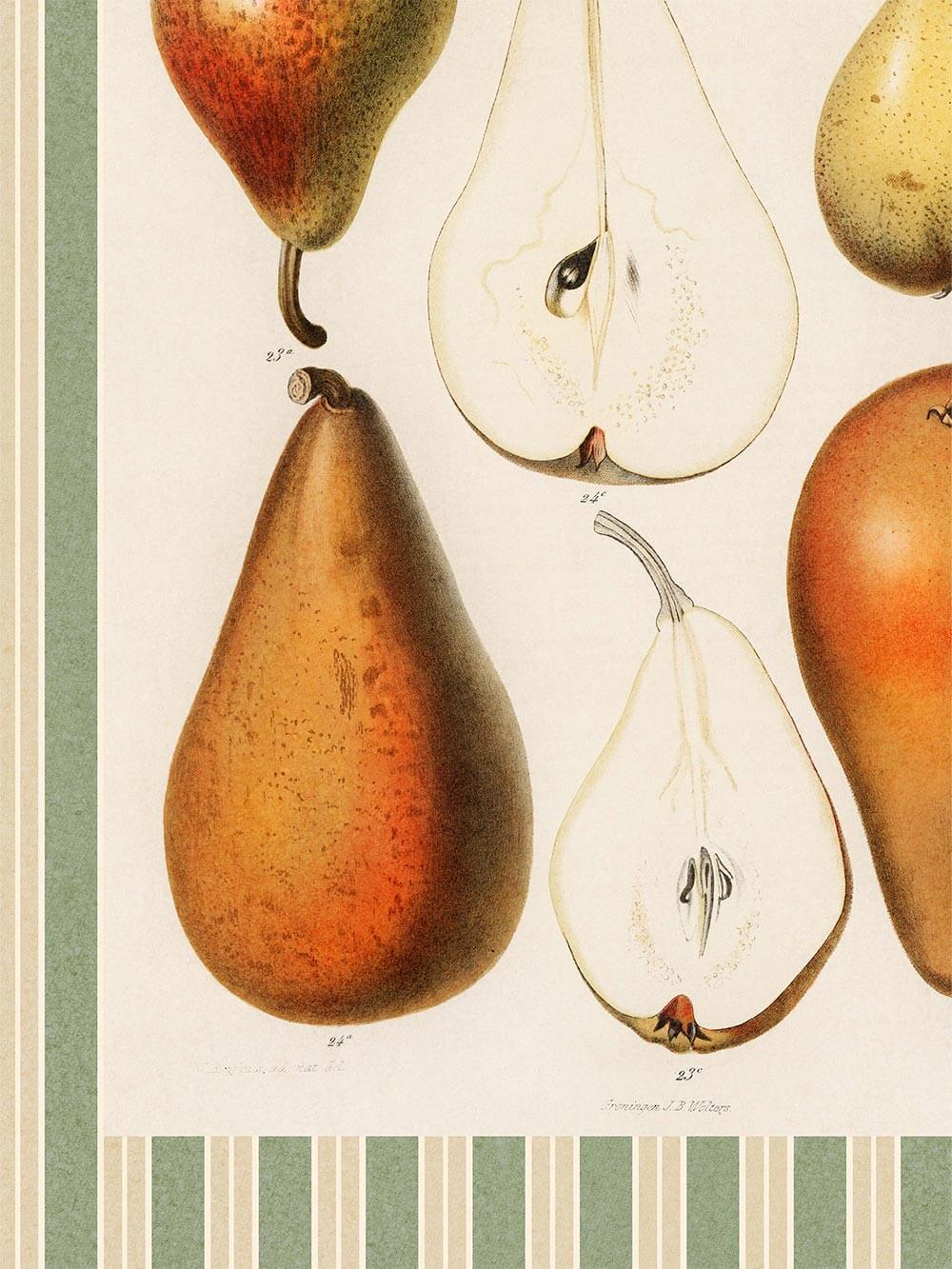 Nahaufnahme eines botanischen Birnen-Kunstdrucks mit fein schattierten Aquarellzeichnungen, die saftige Farben und natürliche Strukturen der Früchte zeigen.