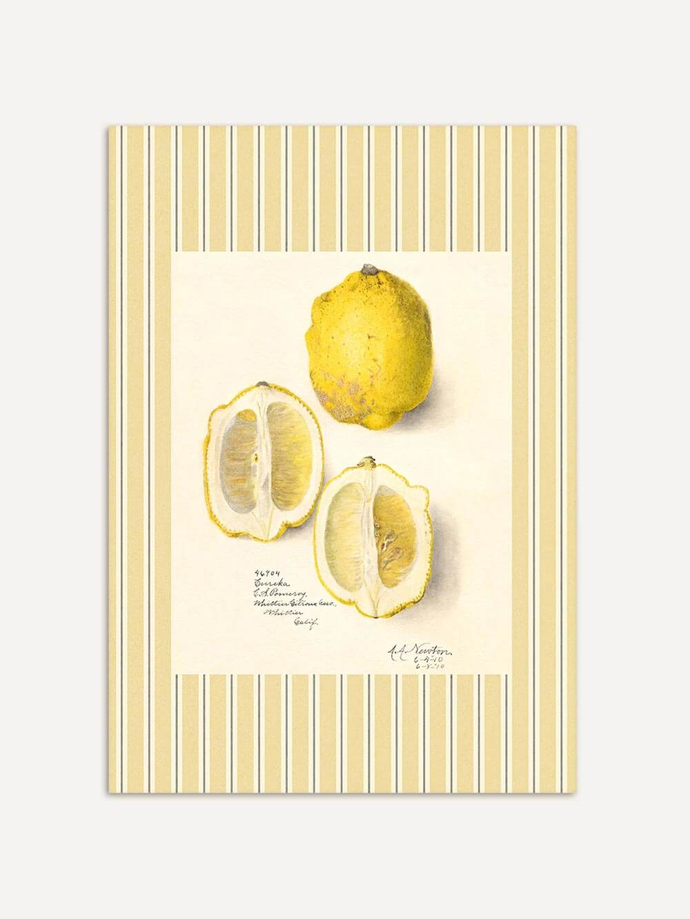 Botanische Illustration von drei Zitronen auf hellem Hintergrund mit gelb gestreiftem Vintage-Rahmen, naturgetreu gezeichnet im Stil klassischer Pflanzenstudien.