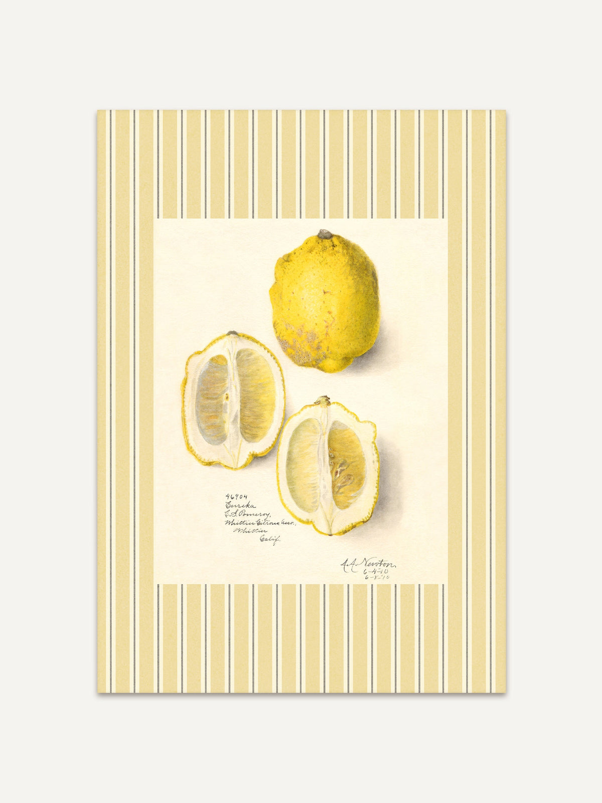 Botanische Illustration von drei Zitronen auf hellem Hintergrund mit gelb gestreiftem Vintage-Rahmen, naturgetreu gezeichnet im Stil klassischer Pflanzenstudien. #Rahmen_Ohne Rahmen