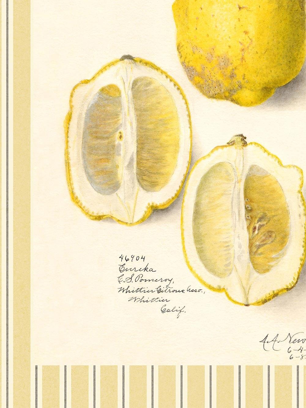 Nahaufnahme einer handgezeichneten Zitrone im Querschnitt, mit sichtbaren Segmenten und handschriftlicher Notiz, eingerahmt von gelb-beigem Streifenmuster.