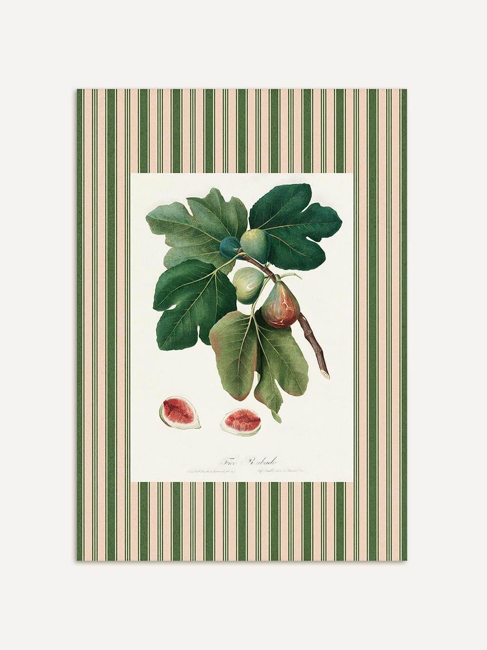 Feiner Kunstdruck mit botanischer Feigenzeichnung, eingerahmt von grün-rosé Streifen. Zeigt reife Feigen, große grüne Blätter und aufgeschnittene Früchte im Vintage-Stil.