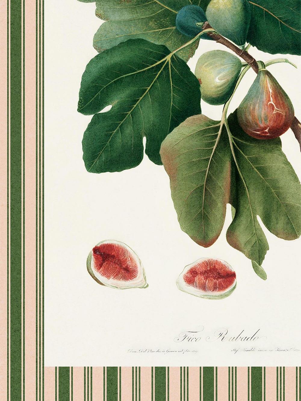 Detaillierte Nahaufnahme des Kunstdrucks mit realistisch gezeichneten Feigen und strukturreichen Blättern in natürlichen Grüntönen, im botanischen Illustrationsstil.