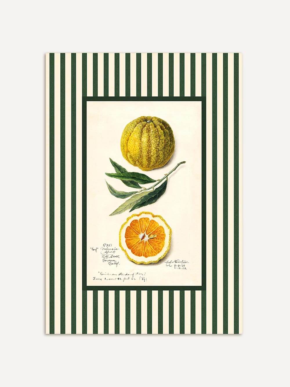 Botanischer Kunstdruck einer Orange mit grünen Blättern auf cremefarbenem Grund und dunkelgrünem Streifenmuster – harmonische Farbkombination für natürliche, vintage-inspirierte Küchendekoration.