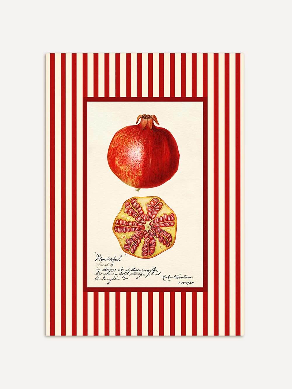 Hochwertiger Kunstdruck mit Granatapfel-Motiv im Retro-Stil, botanisch illustriert und eingerahmt von rot-weißen Streifen – detailreiche Darstellung auf cremefarbenem Grund.