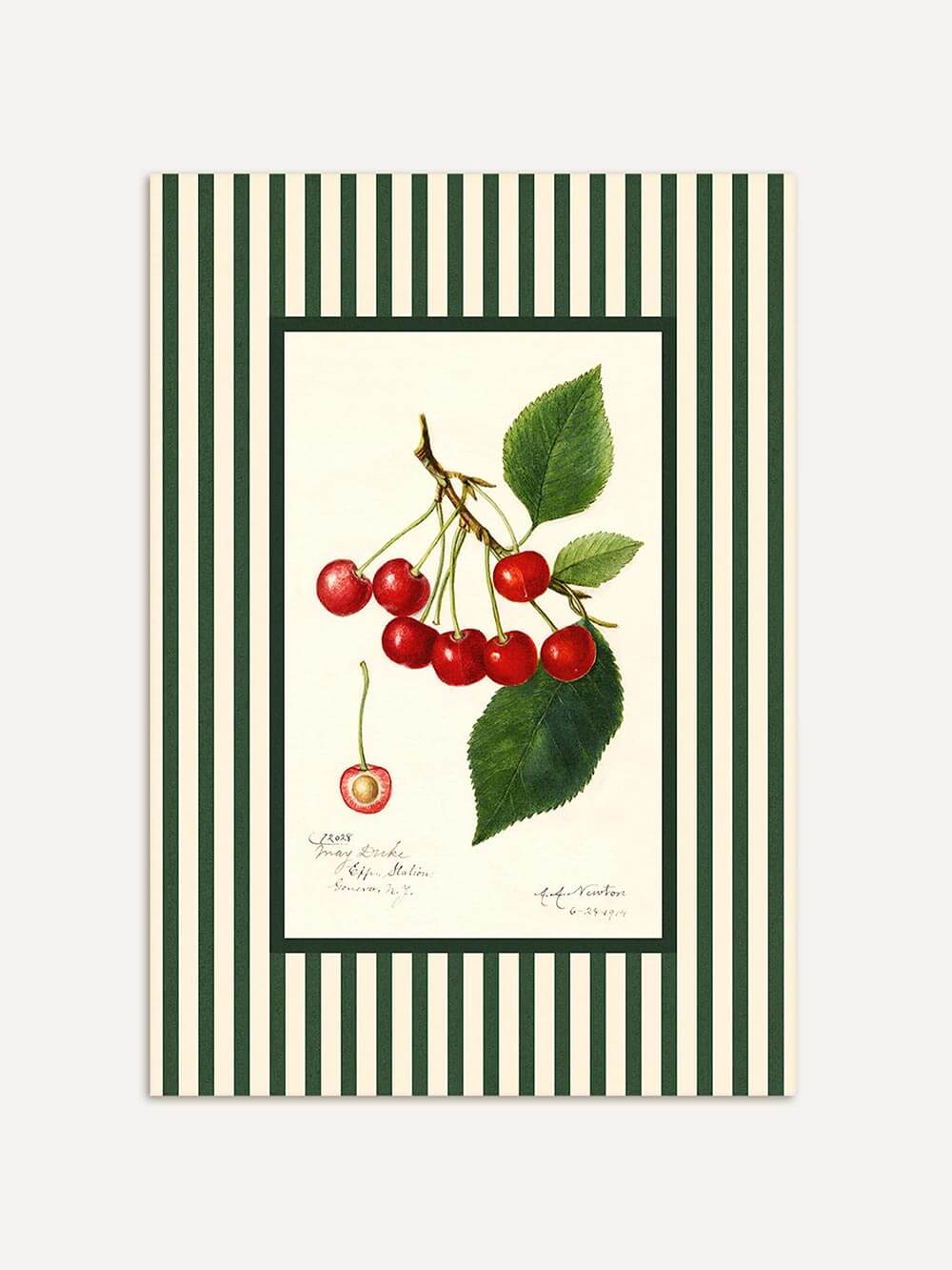 Gerahmter Kunstdruck mit roten Kirschen und grünen Blättern auf cremefarbenem Hintergrund mit grün-weißen Vintage-Streifen, inspiriert von botanischen Illustrationen.