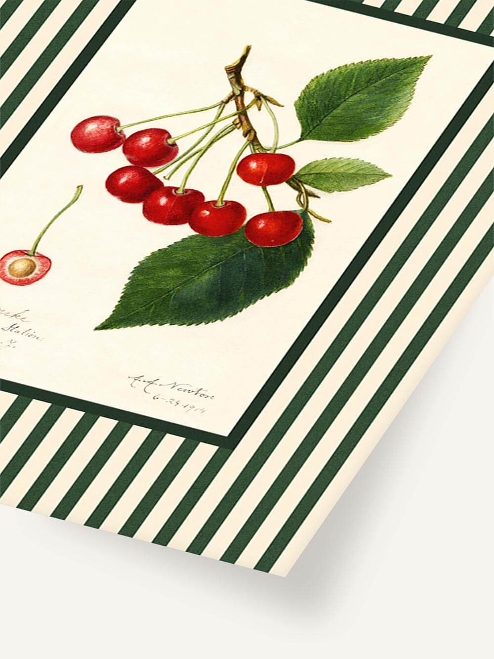 Flach liegender Vintage-Kunstdruck mit Kirschen vor cremefarbenem Hintergrund, eingerahmt von dunkelgrün gestreiften Rändern im klassischen Stil.