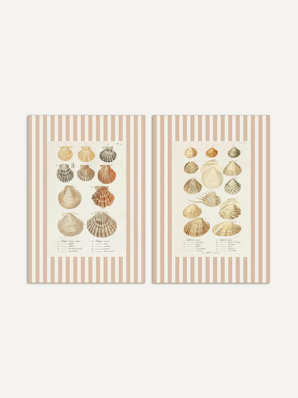 Zwei botanische Muschel-Kunstdrucke im Vintage-Stil mit sandfarbenen und rostroten Muscheln. Die Illustrationen sind von zart roséfarbenen Streifen gerahmt.